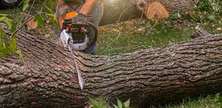 Best Emergency Tree Removal  in Naples, FL