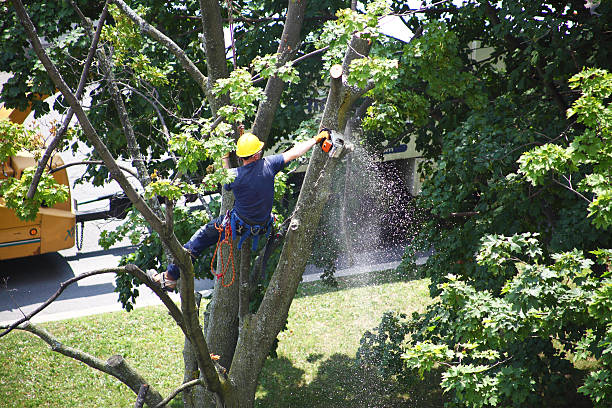 Best Leaf Removal  in Naples, FL